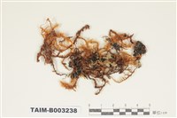 藏品(蔓苔科)的圖片